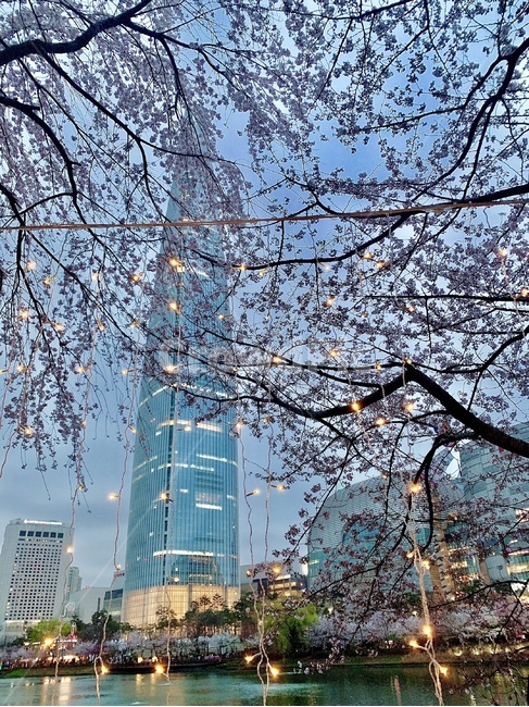 잠실,석촌호수,벚꽃,벚꽃축제,야경,한국도시풍경,night,landmark,한국명소,한국관광지,봄,경치,봄,계절,spring,season,도시,풍경,city,landscape,한국도시풍경,한국도시경관,korea cityscape,랜드마크,landmark,tourist attraction,한국랜드마크,한국관광지,한국명소,korea landmark,korea tourist attraction