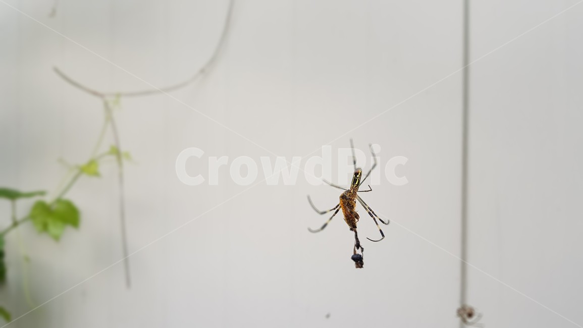 거미,spider,곤충,클로즈업,관찰,확대