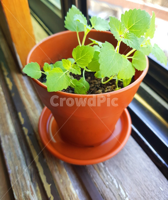 식물,캣잎,green,화분,plants,vegetable,풀,grass,녹색,실내용화초,화분,화초,house plant