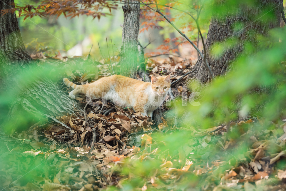 고양이,캣,냥냥이,길고양이,삼색이,치즈냥,냥,cat,동물,동물,animal,포유류,mammal,고양이,cat,kitten,kitty