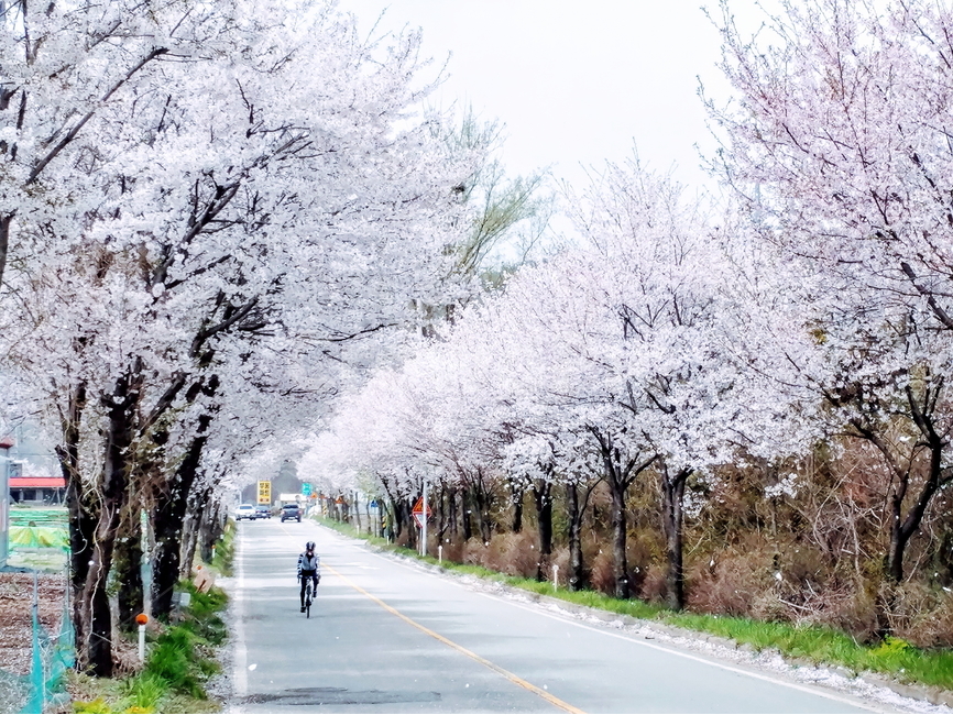 봄,벚꽃,꽃비,벚꽃비,풍경,봄꽃,벚꽃나무,감성사진,힐링,바탕화면,cherryblossom,flowers,springseason,식물,자연,plants,nature,꽃,flower,나무,treeswood,감성,sensible,feeling,휴식,봄,계절,spring,season,자연,풍경,nature,landscape,한국자연풍경,한국자연경관,korea nature landscape,식물,plants,꽃,flower,사람,인물,인간,human,person,asphalt,아스팔트,road,도로