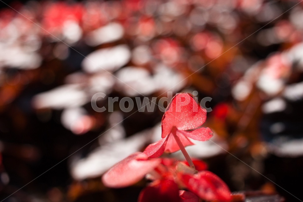 blossom,petal,꽃잎,plant,식물,flower,꽃,red,붉은색