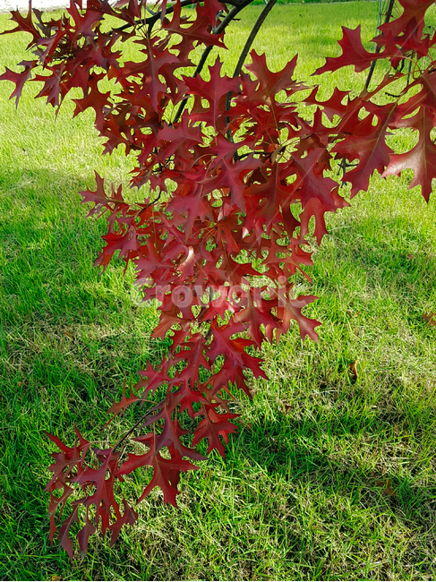 단풍나무,잔디,풍경,가을,나무,가을,계절,fall,autumn,season,식물,자연,plants,nature,plant,leaf,잎,tree