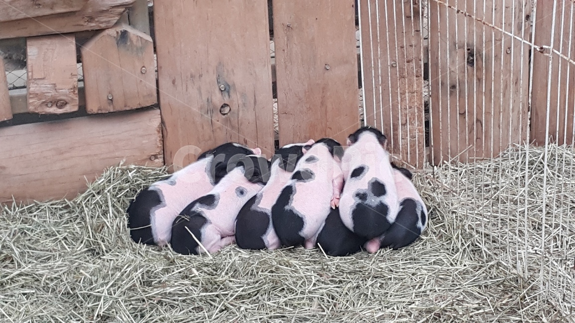 baby,돼지,형제,동물,pig,점박이,꿀꿀이,귀여운,animal,잠,sieeping,동물,animal,포유류,mammal