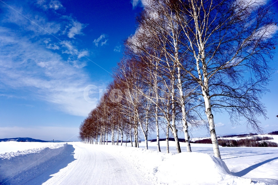 나무,길,눈길,눈,겨울,겨울,계절,winter,season,자연,풍경,nature,landscape,해외,외국,세계,foreign,oversea,world,세계자연풍경,해외자연풍경,외국자연풍경,world nature landscape,식물,plants,나무,trees,wood,plant,tree,outdoors,옥외