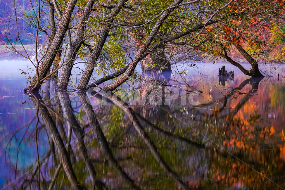 가을,단풍,반영,물안개,청송,주산지,가을,계절,fall,autumn,season