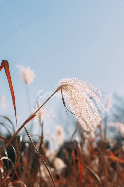 가을,억새,하늘,식물,자연,plants,fall,autumn,갈대,landscape,blue,nature,korea,배경화면,grass,잔디,plant,lawn,reed