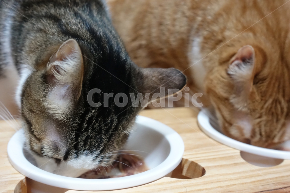 고양이,밥먹는고양이,두마리고양이,함께밥먹는고양이,같이식사하는고양이,동물,animal,포유류,mammal,고양이,cat,kitten,kitty