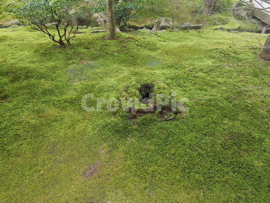 숲,나무,이끼,정원,moss,forest,lichen,tree,garden,일본정원,일본이끼,일본숲,japanesegarden