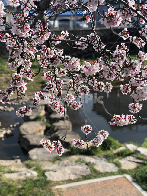 벚꽃,봄꽃,꽃,식물,봄날,아름다운,분홍색,예쁜,계절,봄,cherryblossom,springflower,flower,plant,springday,beautiful,pink,pretty,season,spring,봄,계절,spring,season,blossom,cherry blossom