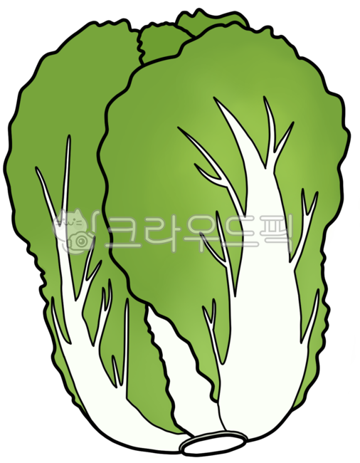 배추, 통배추, 배추한통, 배추한단, 김장배추, 사진,이미지,일러스트,캘리그라피 - ramins작가