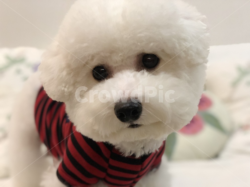 강아지,개,dog,비숑,bichonfrise