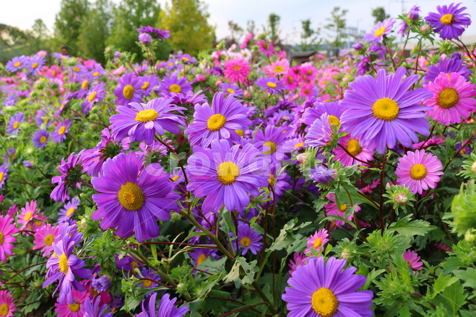 꽃,과꽃,국화과,식물,자연,취국,벽남국,추모란,식물,자연,plants,nature,꽃,flower