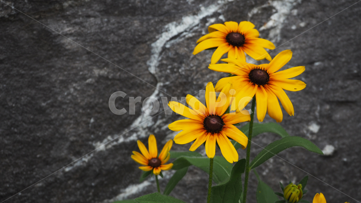 야생화,꽃,노란색,wildflower,flower,yellow