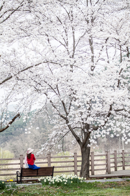 사람,plant,human,식물,person,벚꽃,tree,나무