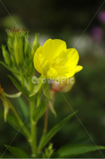 꽃,식물,flower,plant,달맞이꽃,식물,자연,plants,nature,꽃,flower