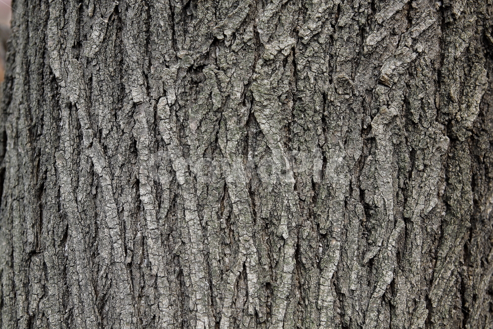 나무,고목,나무껍질,나무줄기,껍질,나무,trees,wood,텍스처,질감,패턴,texture,pattern