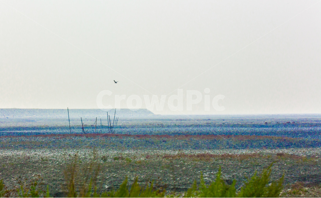 영종도,갯벌,함초,환경,개발,제방,간척,자연,풍경,nature,landscape,한국자연풍경,한국자연경관,korea nature landscape,land,땅,outdoors,옥외