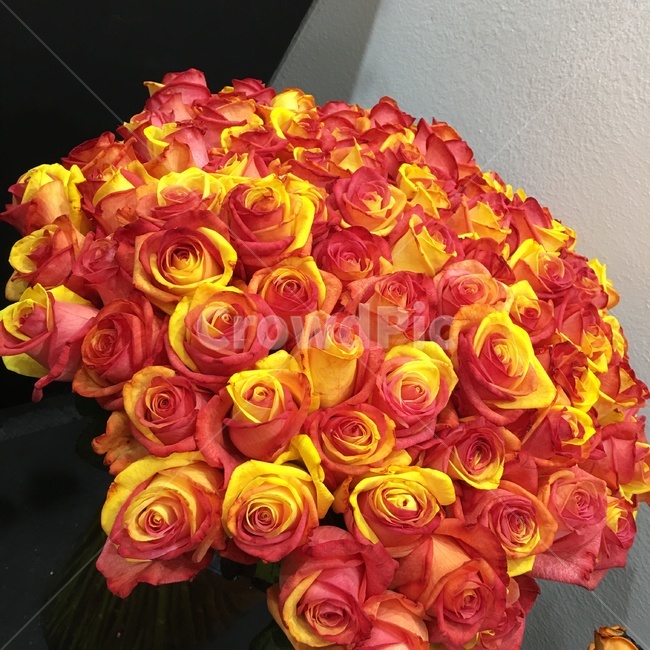 장미,꽃,풍경,식물,flower,꽃,flower
