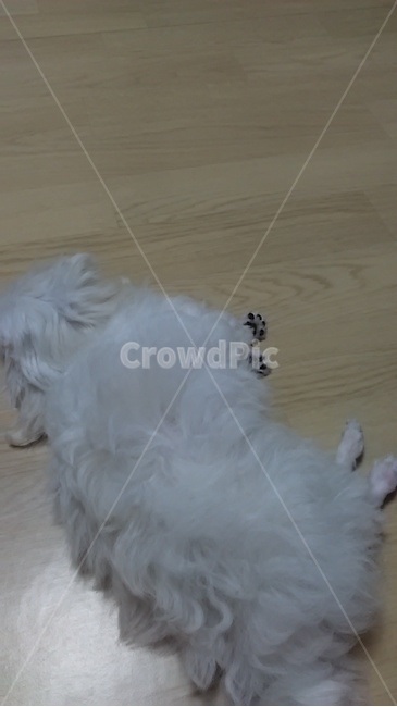 동물,강아지,말티즈,발바닥,귀여운,개,강아지,dog,doggy