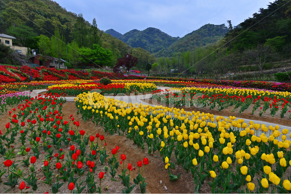 무등산,동적골,튤립축제,철쭉,패턴,봄,계절,plant,식물,flower,blossom,꽃,tulip,튤립