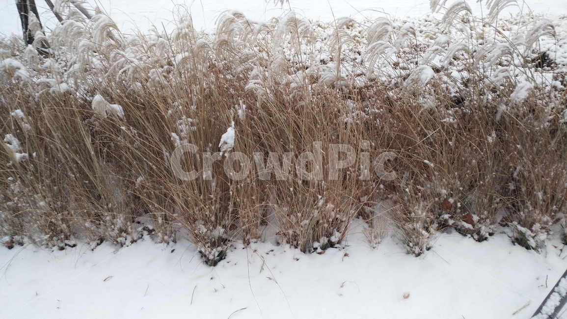 눈,겨울,갈색,추움,얼음,겨울,계절,winter,season