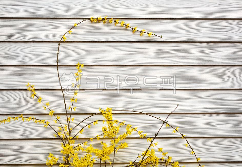 개나리,꽃,봄,노랑,벽,클로즈업,만개,나무,노란색,나뭇가지,식물,계절,실외,자연,울타리,개화,꽃잎