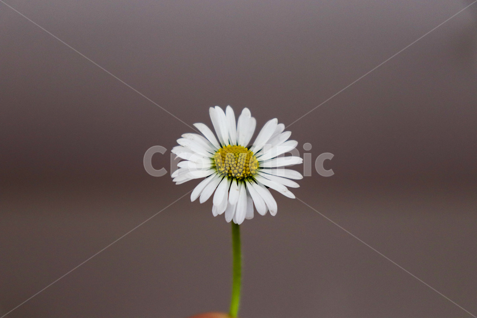 꽃,flower,daisies,데이지,plant