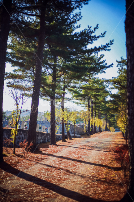 단풍,감성,길,산책길,가로수길,그림자,가을,가을,계절,fall,autumn,season,tree,나무,plant,식물,path,통로