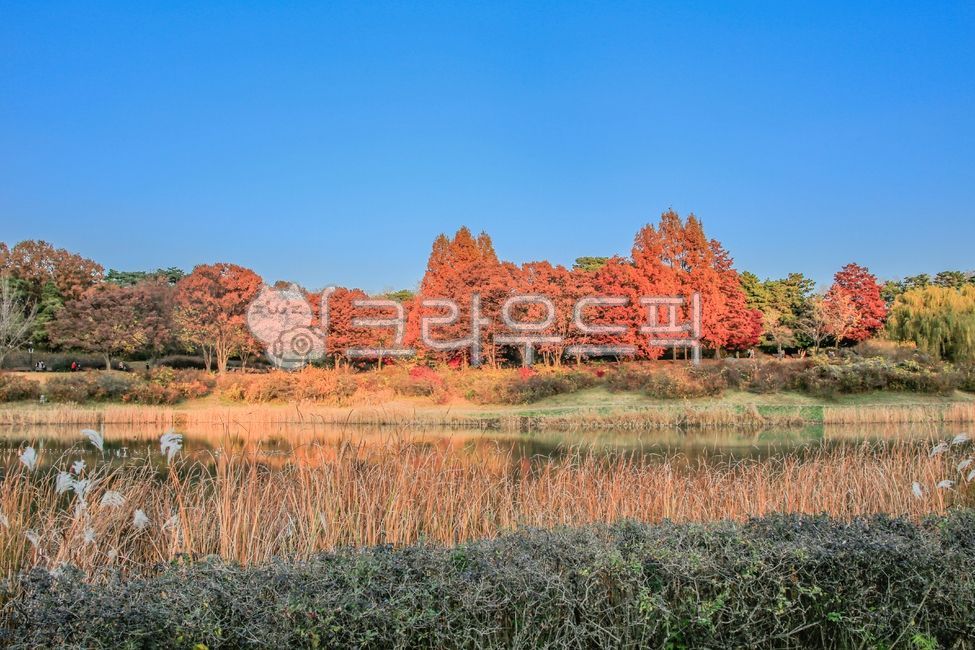 Olympic Park,sky,forest,nature,tree,water,Mongchon Lake,outdoors,plant,lake,park,Maple