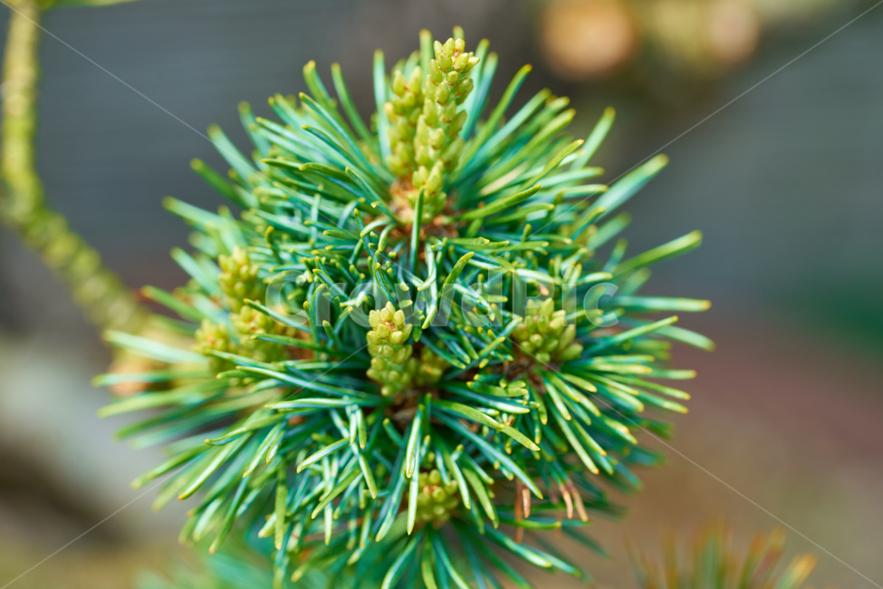 소나무,금송,접사,한국적인,침엽수,뾰족한,pine,pinetree,tree,봄,spring,softwood,macro,식물,자연,plants,nature