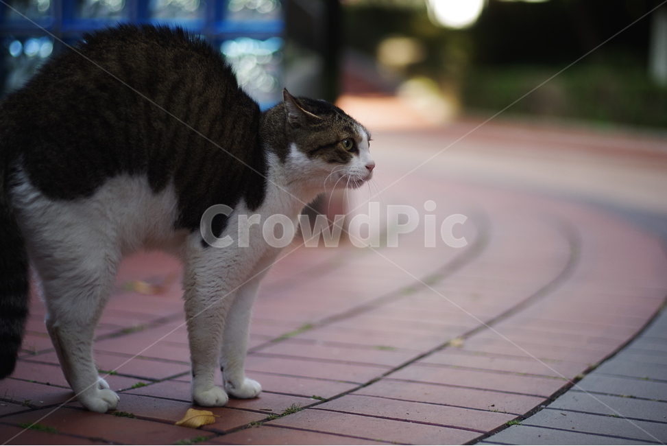 고양이,길고양이,동물,길냥이,애완동물,생명,자연,미묘,야생동물,cat,kitty,kitten,cute,lovely,adorable,pet,animal,streetcat,straycat,wildcat,wild,동물,animal,포유류,mammal,고양이,cat,kitten,kitty
