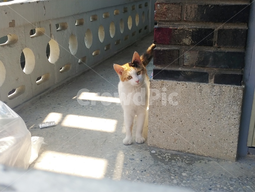 고양이,길고양이,코숏,코리아숏헤어,새끼고양이,반려동물,삼색이,cat,동물,animal,포유류,mammal,고양이,cat,kitten,kitty
