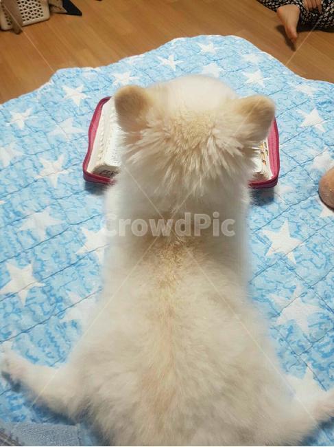 책보는강아지,강아지,애완견,애완동물,dog