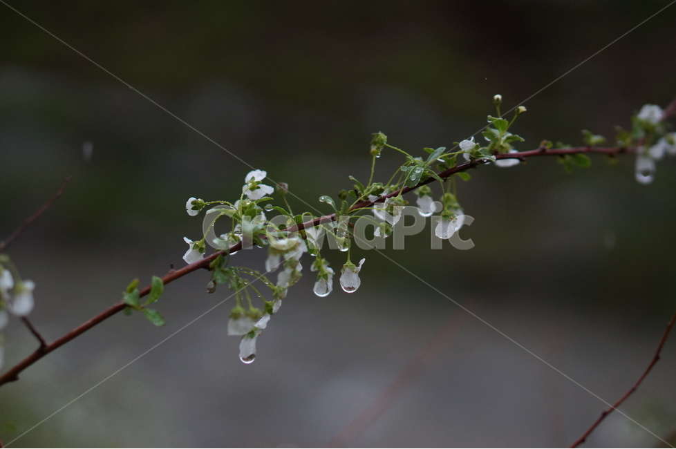 비,나무,물방울,흐림,흰색,오후,봄,계절,spring,season,식물,자연,plants,nature,꽃,flower,비,비오는날,rain,rainy,droplet,작은 물방울