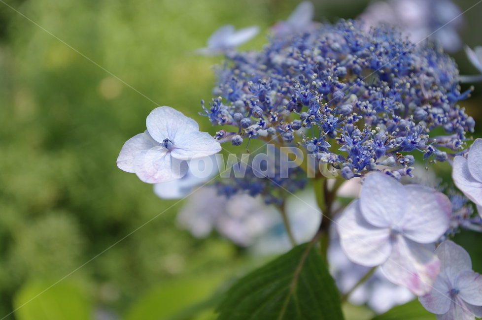 산수국,꽃,flower,식물,plant,계절,봄,spring,식물,자연,plants,nature,꽃,flower