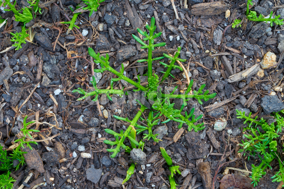 푸릇푸릇,새싹,생동감,접사,땅,흙,sprout,vivid,macro,식물,자연,plants,nature