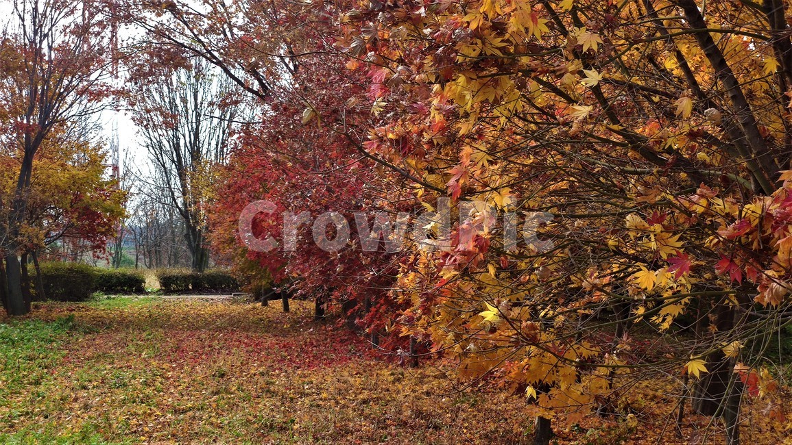 엽록소,애기단풍,가을단풍,가을,leaf,잎,plant,식물,tree,나무,maple,단풍,가을,계절,fall,autumn,season,식물,자연,plants,nature,나무,trees,wood