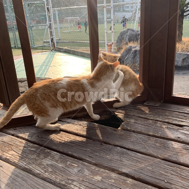 고양이,길냥이,어미고양이,새끼고양이,cat