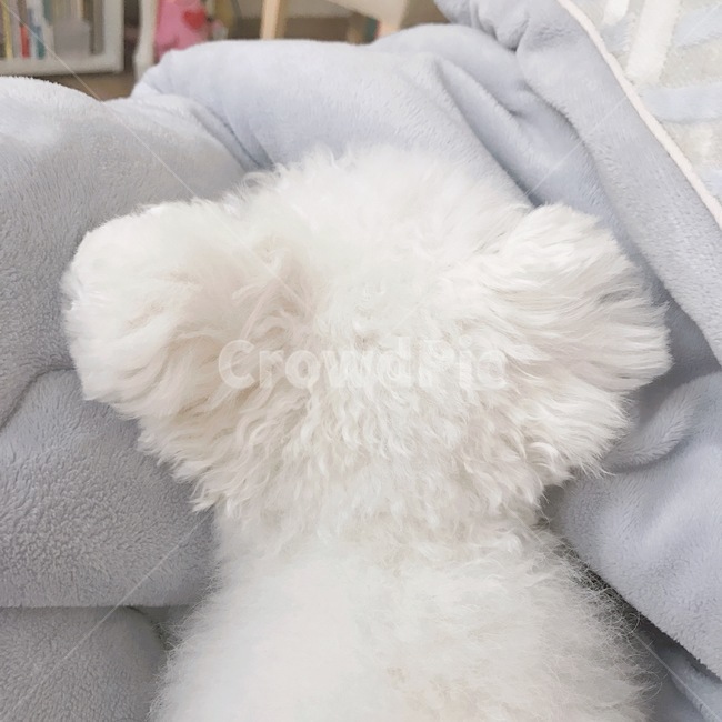 비숑,비숑프리제,강아지,개,애완견,귀여운강아지,강아지뒷모습