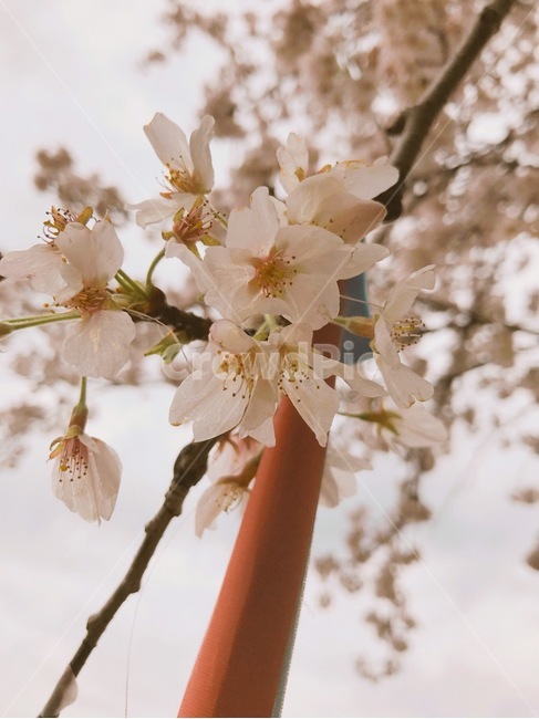 식물,꽃,cherryblossom,flower,벚꽃,봄,벚꽃축제