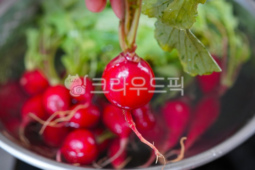 무우, 수확, 유기농, 신선한, 음식, 사진,이미지,일러스트,캘리그라피 - LHG작가