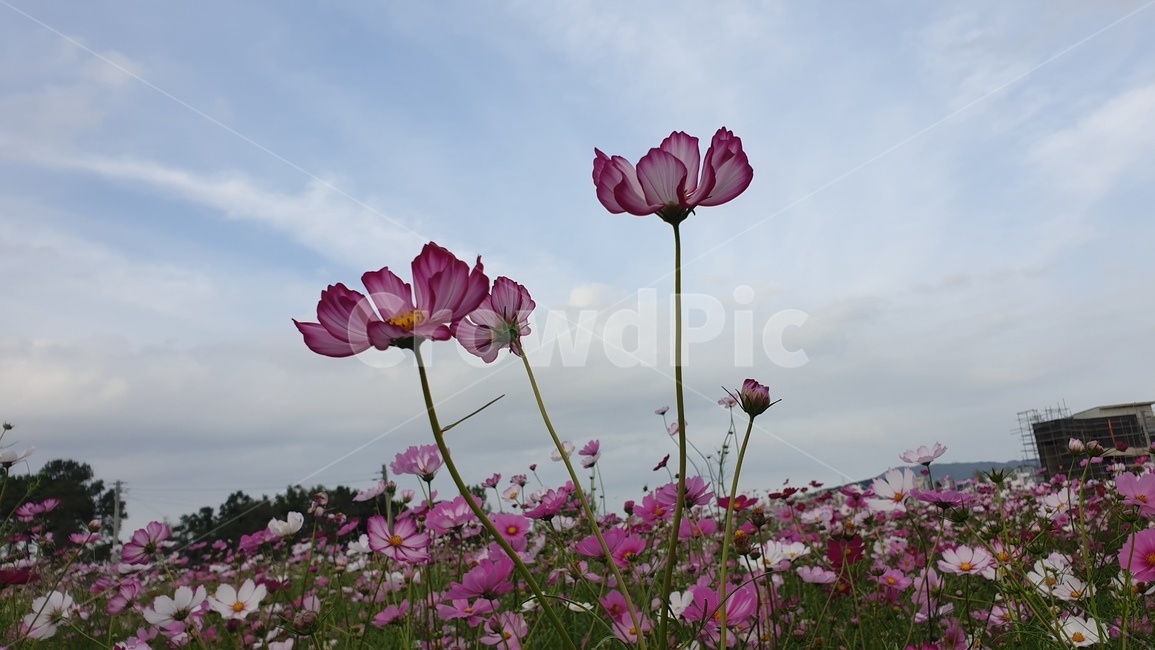 꽃,flower,코스모스,가을,식물,가을,계절,fall,autumn,season,식물,자연,plants,nature,꽃,flower,blossom,geranium,제라늄,plant