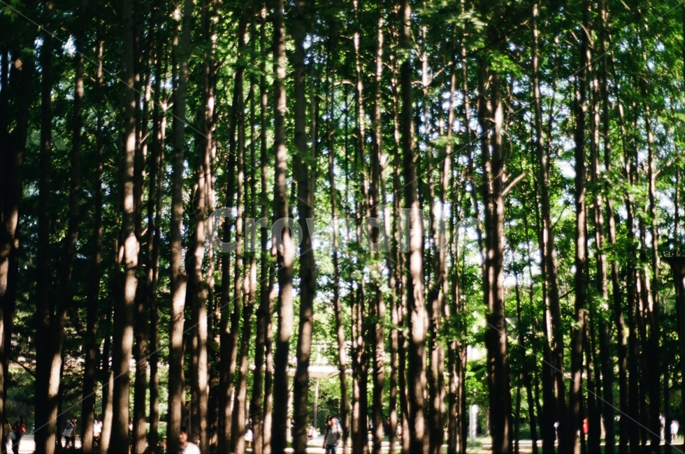 서울숲,공원,나무,숲,힐링,풍경,숲속,햇빛,자연,풍경,nature,landscape,plant,식물
