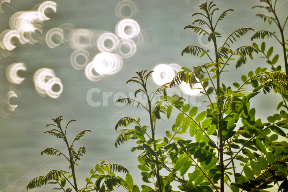 보케,물결,나뭇잎,원형보케,자연,식물,자연,plants,nature,휴식,힐링,rest,relaxation,healing