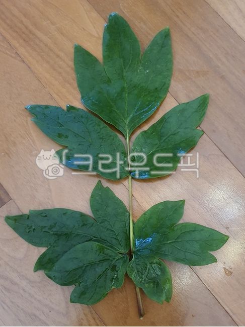 모란,모란잎,leaf,잎,plant,식물,복엽