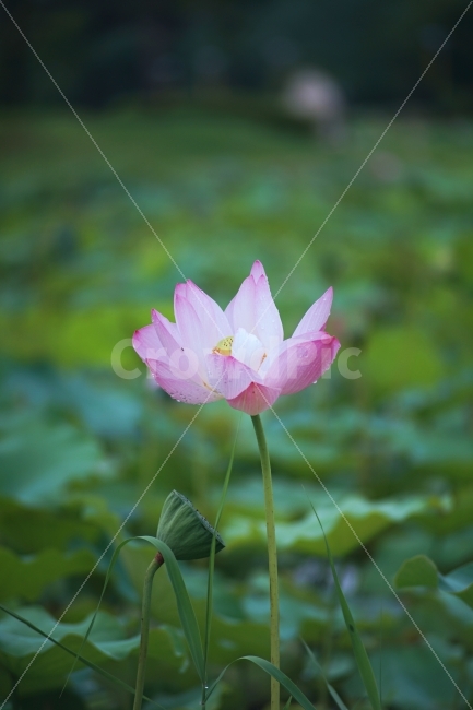 연꽃,꽃,식물,자연,연잎,식물,자연,plants,nature,꽃,flower