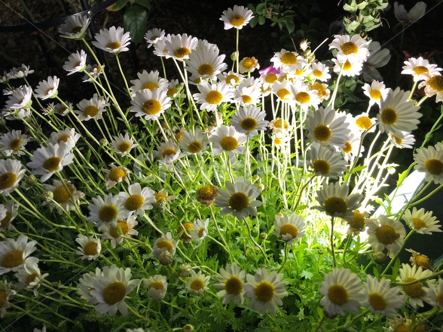 plant,식물,daisies,데이지,blossom,daisy,flower,꽃,밤,야간