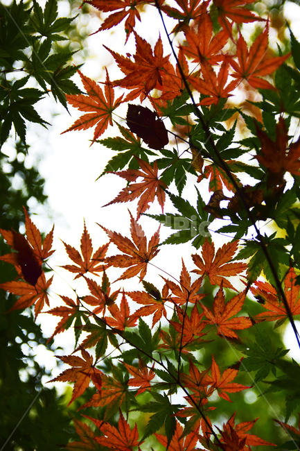 단풍,단풍나무,단풍잎,나뭇잎,잎,가을,청단풍,maple,leaf,leaves,autumn,가을,계절,fall,autumn,season,plant,식물,tree,나무