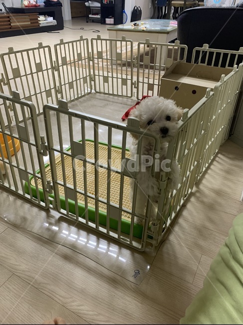 강아지,개,푸들,액,dog